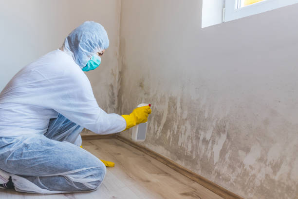 Licensed Mold Remediation service in Mapleton Depot, PA - WQB Mold Removal